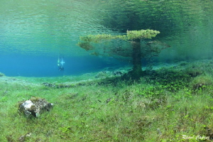 Diving under a Christmas tree by Raoul Caprez 